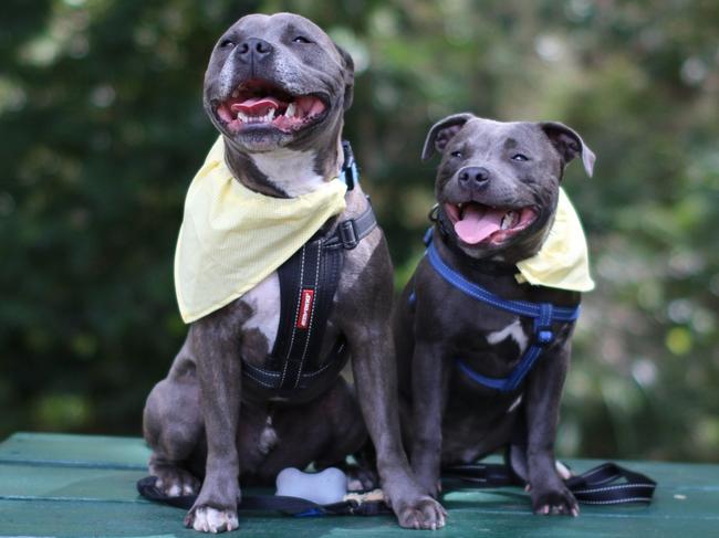 GALLERY: 113 photos of Qld’s cutest dogs