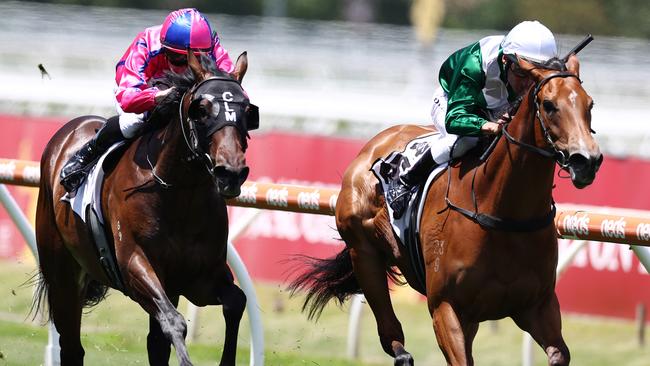 Boldinho (left) finished a good second to exciting filly Ebhaar on debut in the Merson Cooper Stakes and can go one better in the Inglis Nursery at Randwick.