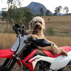 Gold Coast's cutest dogs: Bori. Submitted by Meli Webb.
