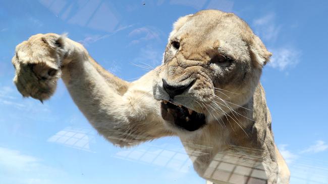 The view from the Lions 360 exhibit launched today at Monarto Zoo. Picture: Calum Robertson