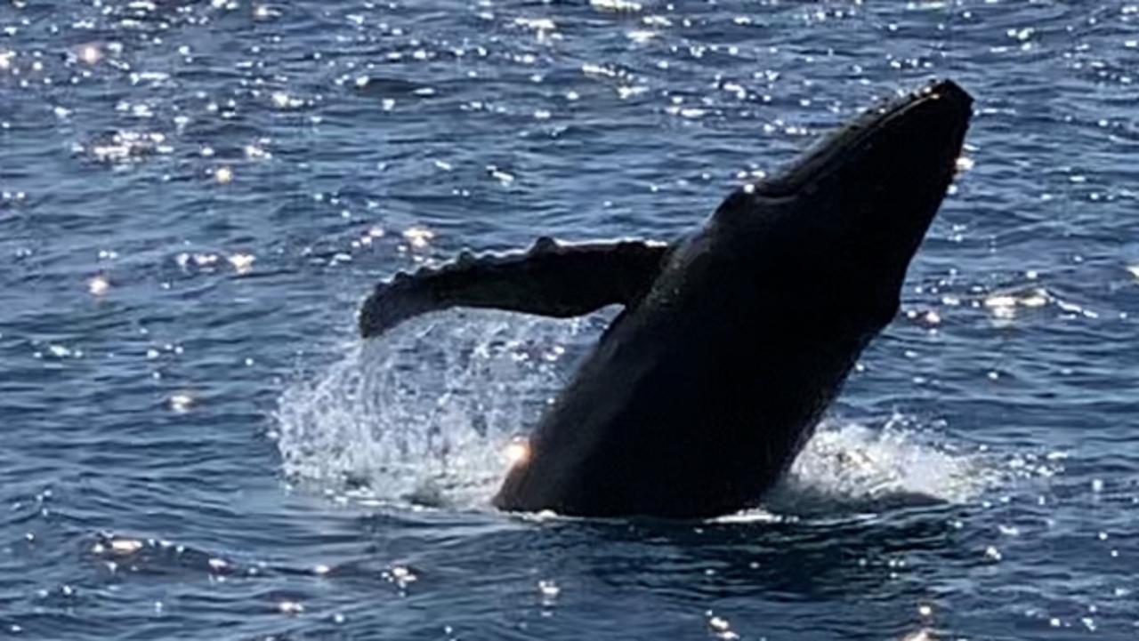 whale watching tours mackay queensland