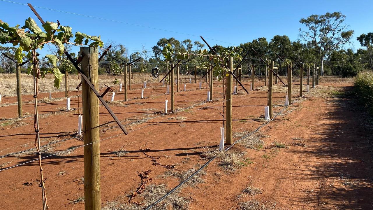 Trial grapes growing at Singleton Station 2022