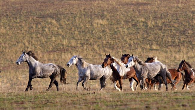 Parks Victoria is demanding brumby shooters sign confidentiality agreements prior to undertaking 35 culling operations over 12 months.