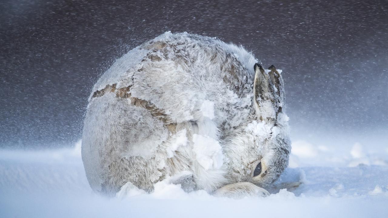 Grand-prize winner titled “Shelter in Place” of a mountain hare, Cairngorms National Park, Scotland, UK. Picture: Andy Parkinson