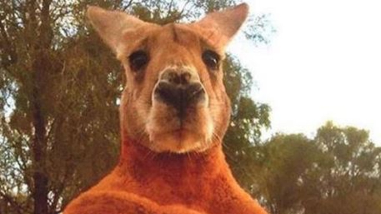 The Gothic Kangaroo: A Unique Australian Icon