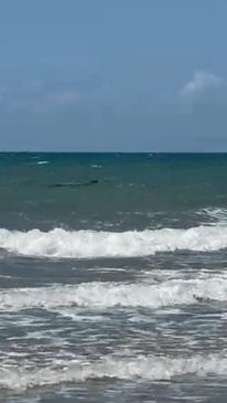 Busy FNQ beach closed after large crocodile sighting