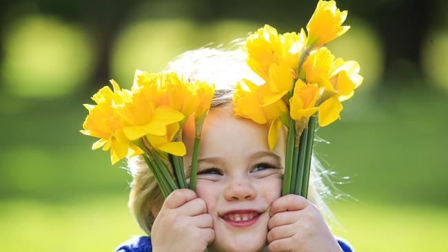 Tyla Kilmurry, 4, celebrates Daffodil Day in Centennial Park. Picture: Dylan Robinson