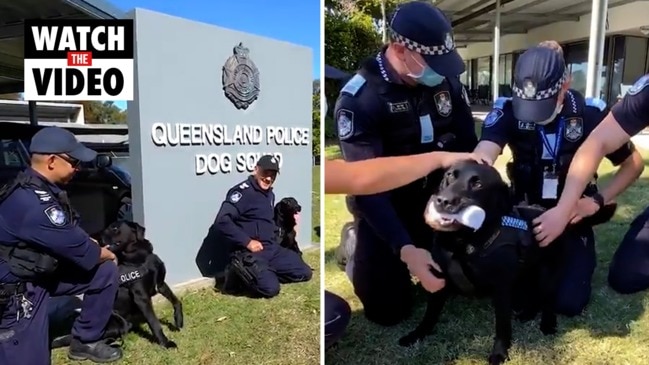 Queensland Police dogs retire