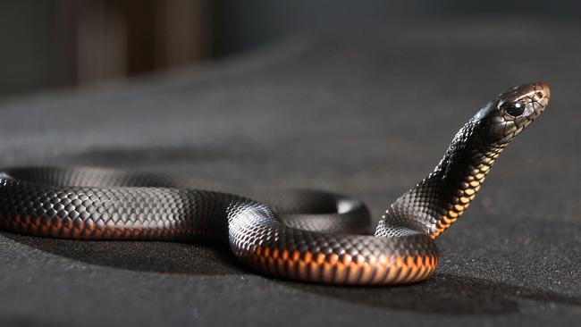 A picture of a one-month old baby red-bellied black snake. Picture: Jono Searle