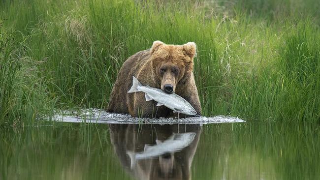 Wildlife Photographer of the Year photo by Hannah Vijayan