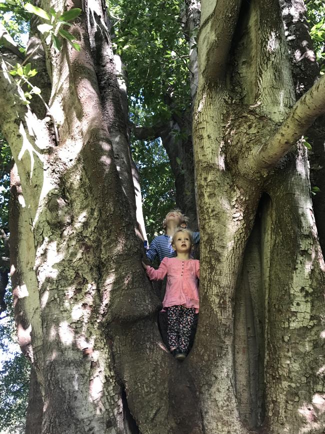 The old Moreton Bay figs in Botanic Park are perfect for climbing among the branches.