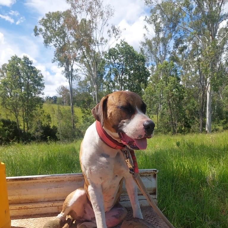 Braydon Brighton was with his dog, Gunna, when he was bitten by a brown snake.