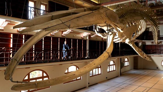 Director Alec Cole is seen through the mouth of Otto the blue whale in the recently completed Western Australian Museum in Perth. Picture: Colin Murty