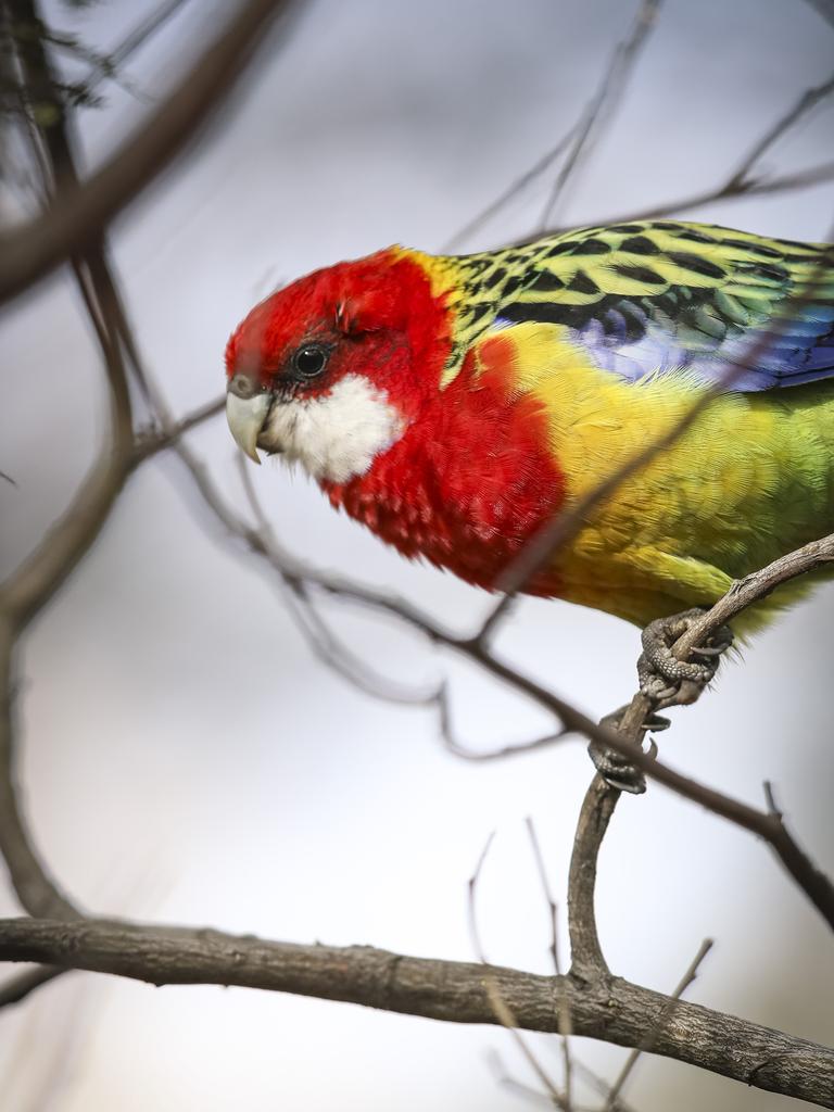 <p>A parrot, spotted watching on at the Tasmanian State Cross Country Championships at Domain Athletics Centre in 2021. Picture: MATHEW FARRELL</p>