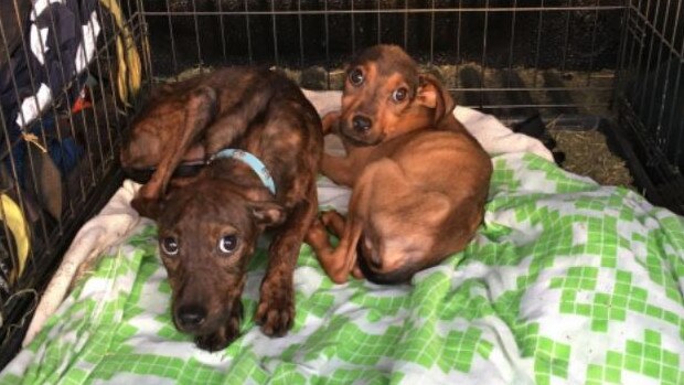 A Caboolture woman has pleaded guilty to neglecting three puppies and their mother after authorities found them emaciated. Picture: RSPCA