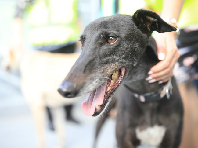 A rescued greyhound at the RSPCA NSW Sydney Shelter and Veterinary Hospital in Yagoona. Picture: NCA NewsWire