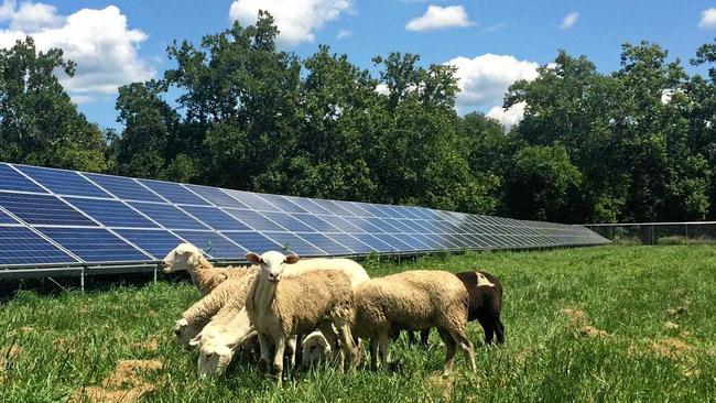 Sheep have been used to graze around solar panels, as at this US facility. Picture: GabeIglesia/Creative Commons