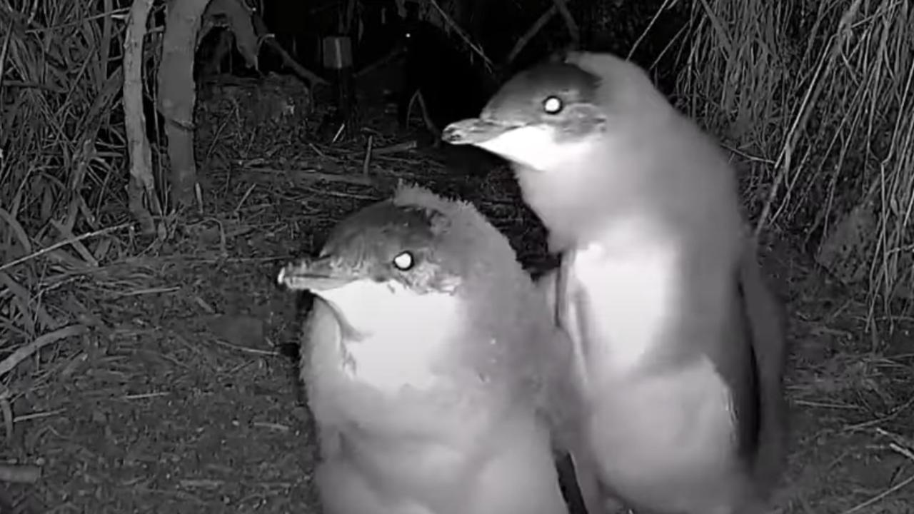 Human disturbance was a contributing factor that saw the population of the little penguin colony to decrease by 98 per cent. Picture: Supplied