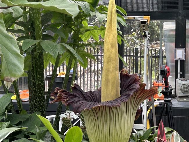 GEELONG, AUSTRALIA- NewsWire November 12, 2024: The Corpse Flower in full bloom at the Geelong Botanic Gardens. Picture: NewsWire / Nadir Kinani