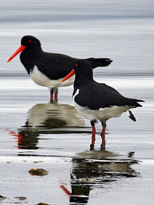 Oystercatchers, a type of shorebird, searching the shallow water of Ralphs Bay for food. Picture: Sam Rosewarne