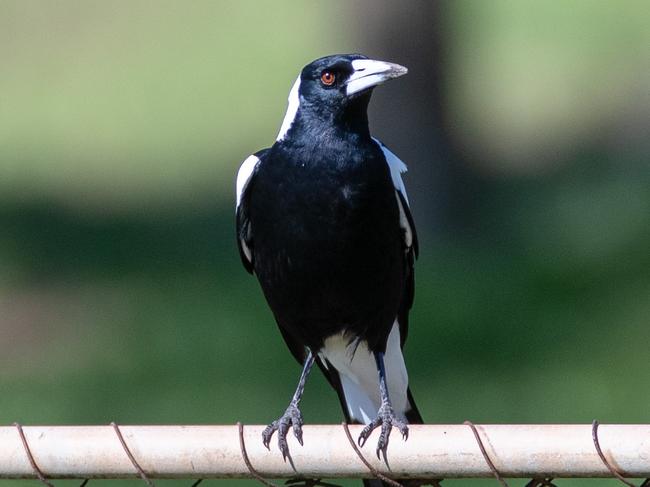 Magpies usually swoop from August to November to try and protect their young. Picture Matt Turner.