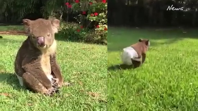 Australia Bushfires: Nappy wearing koala recovering from bushfire injuries