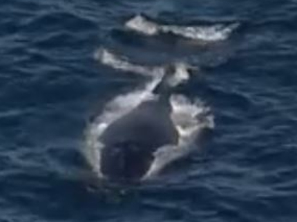 A juvenile humpback whale has become entangled in Sydney Harbour. Picture: 9NEWS