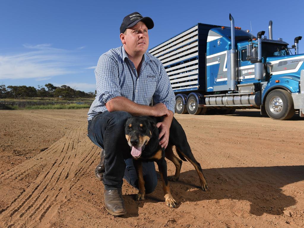 Trans Australian Livestock Transport operations manager Jason Thornhill at the stockyards in Murray Bridge on Thursday. They are major transporters for Thomas Foods International. Photo: Naomi Jellicoe