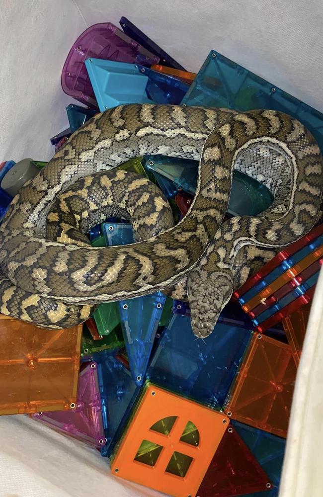 A carpet python found in a toy box on the Gold Coast. Picture: Snake Catchers Brisbane and Gold Coast