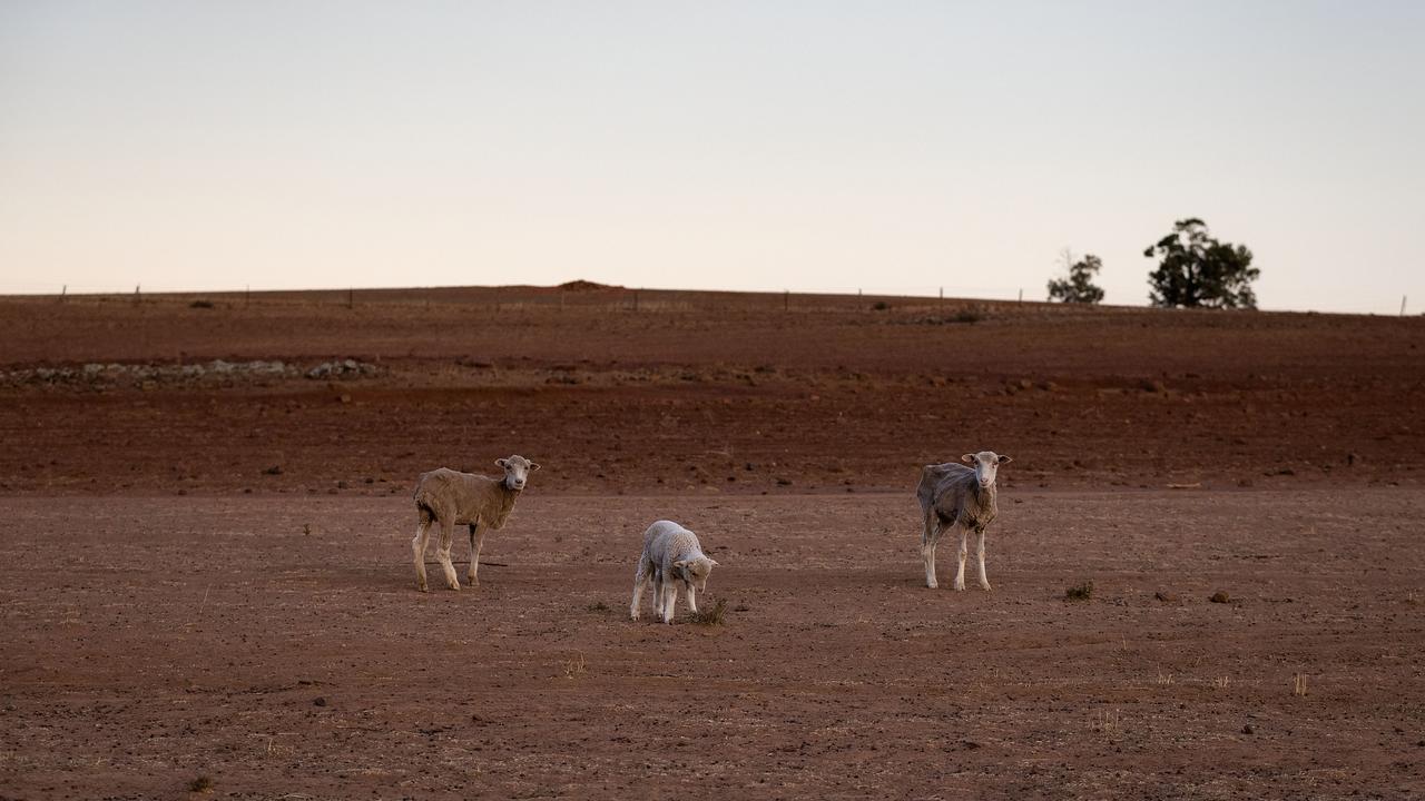 New South Wales Farmers Battle Crippling Drought
