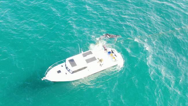 A humpback whale was released after being trapped in shark nets off the coast of Noosa on Tuesday morning. Picture: Sea Shepherd