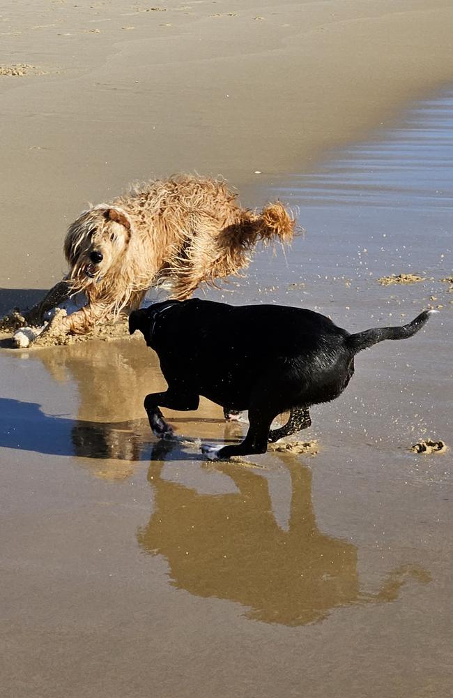 The Galaxy Z Fold 5 did a nice job in capturing the dogs at play. Photo: Mark Furler