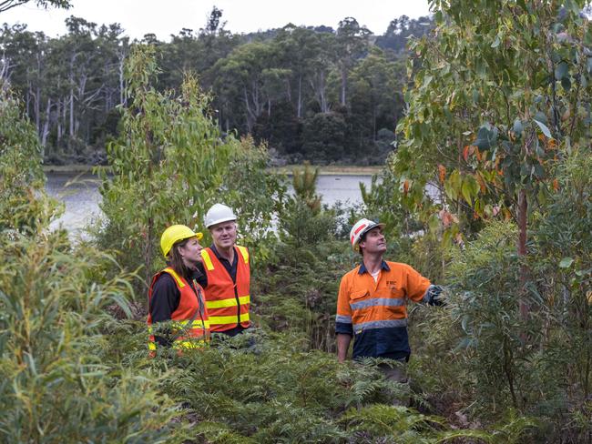 Ecologists and foresters monitor the rehabilitation of a former pine plantation at Lake Repulse in central Tasmania