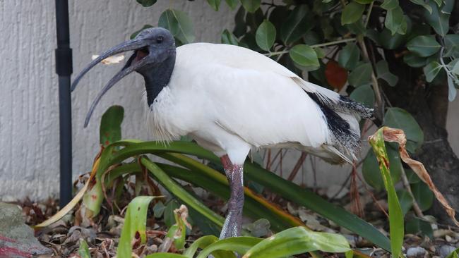 An ibis in Surfers Paradise on Monday. Picture: Glenn Hampson