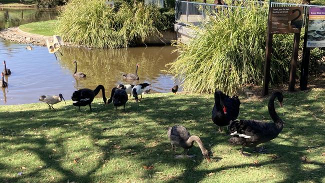 The latest botulism outbreak at the park was not only killing ibises, but ducks and swans too.