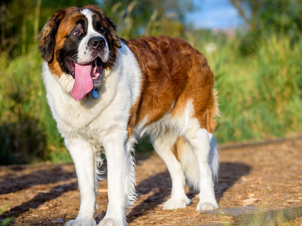Looking after dogs, like this Saint Bernard, are a big commitment. Picture: iStock
