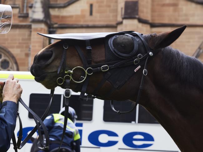 SYDNEY, AUSTRALIA - JULY 31: Police horse Tobruk, of the Mounted Unit of NSW Police Force is seen on patrol in Hyde Park on July 31, 2021 in Sydney, Australia.  The horse was involved in an alleged incident of animal cruelty, for which a protestor has been charged, during a violent anti-lockdown protest in the Sydney CBD on the 24th of July (Photo by Brook Mitchell/Getty Images)