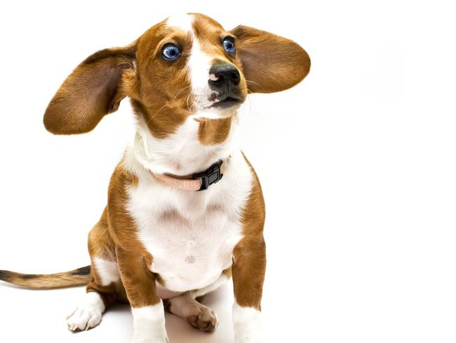 Beagle, dog, generic. Thinkstock