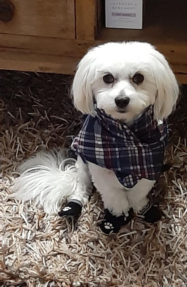 Sammy the four-year-old Maltese has been missing since Monday, when intruders ransacked a Fernvale home in broad daylight.