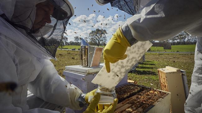 Both the NSW and Victorian state governments are working to implement exclusion zones in a bid to stem the spread of a Varroa mite infestation. Picture: Nick Cubbin