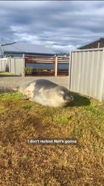 Neil the seal takes a break from causing chaos to take a shower