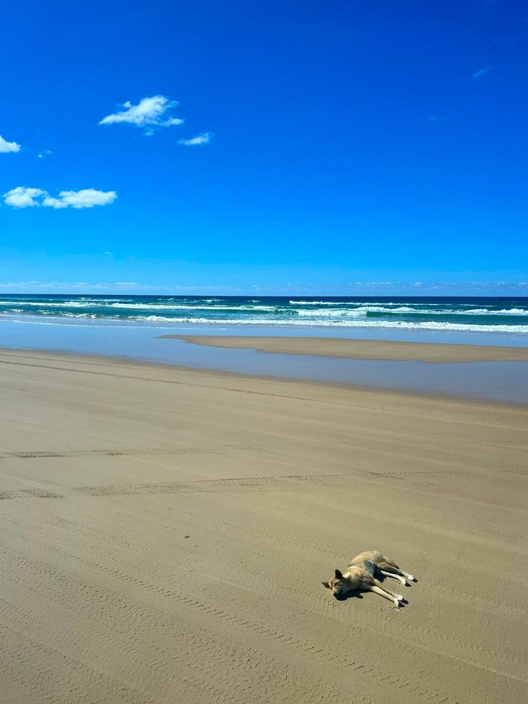 A dingo sleeps on 75 Mile Beach, the sand highway on K’gari’s east coast. Picture: Chantelle Francis