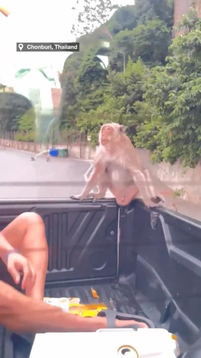 Wild monkeys cause chaos trying to steal bananas from truck