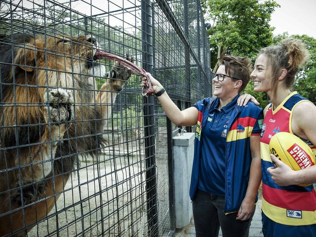 ROARING TO GO: Adelaide Crows coach Bec Goddard and player Jenna McCormik feed African lion Mujambi at the Adelaide Zoo. <b>Picture: </b>Mike Burton