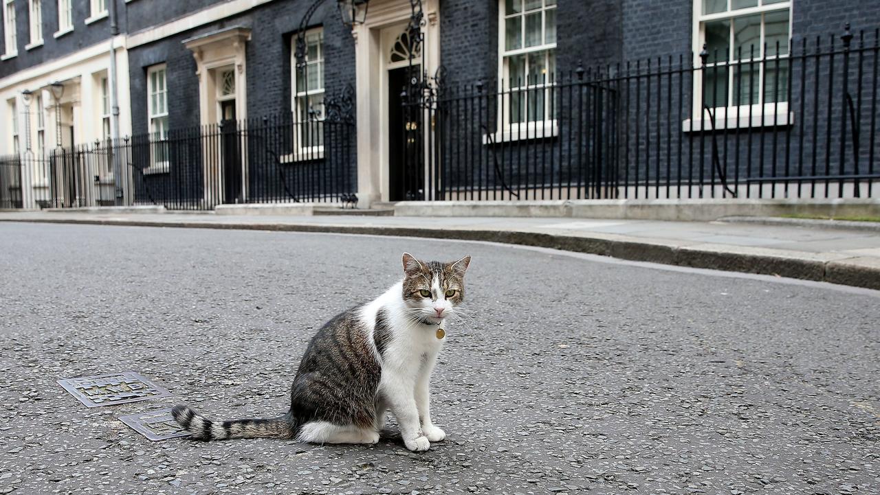 Larry And Palmerston In Catfight Over Chief Mouser Title, Downing 