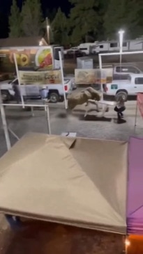 GRAPHIC Bull smashes into attendees after escaping rodeo