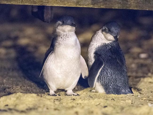 The penguin chicks at Manly Wharf. Picture: David Jenkins/whalespotter.com.au