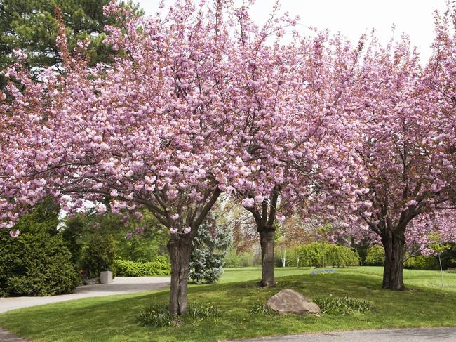 EMBARGO FOR TWAM 12 AUG 2023. FEE MAY APPLY. "Several pink double flowering almond trees in the sprig at the Royal Botanical Gardens in Burlington, Ontario."