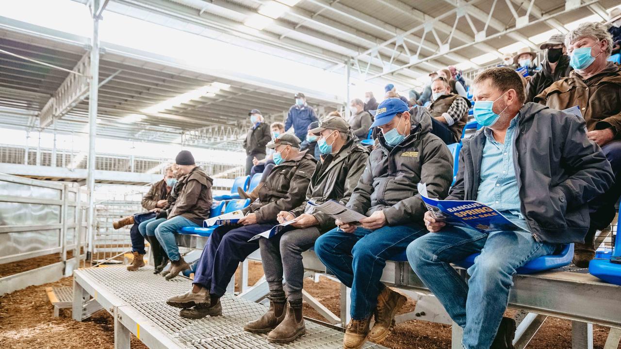 All 31 bulls at the Banquet Bulls spring sale sold. <a href="https://www.weeklytimesnow.com.au/agribusiness/cattle/banquet-spring-bull-sale-2020-recordbreaking-averages-for-stud/news-story/44fac423c4d641955b6beed91611264e" target="_blank">Click here for the full report</a>. Picture: Chloe Smith