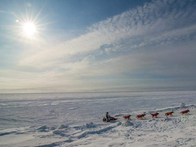 In this photo provided by the Iditarod Trail Committee, twenty-year-old rookie Iditarod musher Laura Neese, of Michigan, and her race team pull off of the sea ice trail outside of Nome, Alaska, and make their way on to Front Street, her first paved road in nearly 1,000 miles, to complete the final leg of the Iditarod Trail Sled Dog Race, Friday, March 17, 2017. (Iditarod Trail Committee/Mike Kenney via AP)